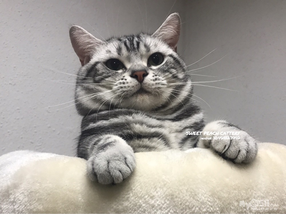 两只美短标斑妹妹找新家.