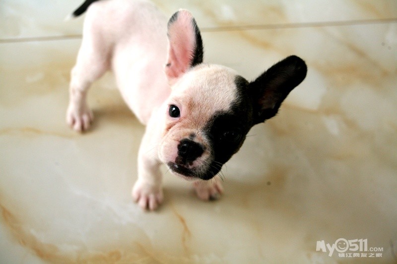 法斗黑白花小母转让