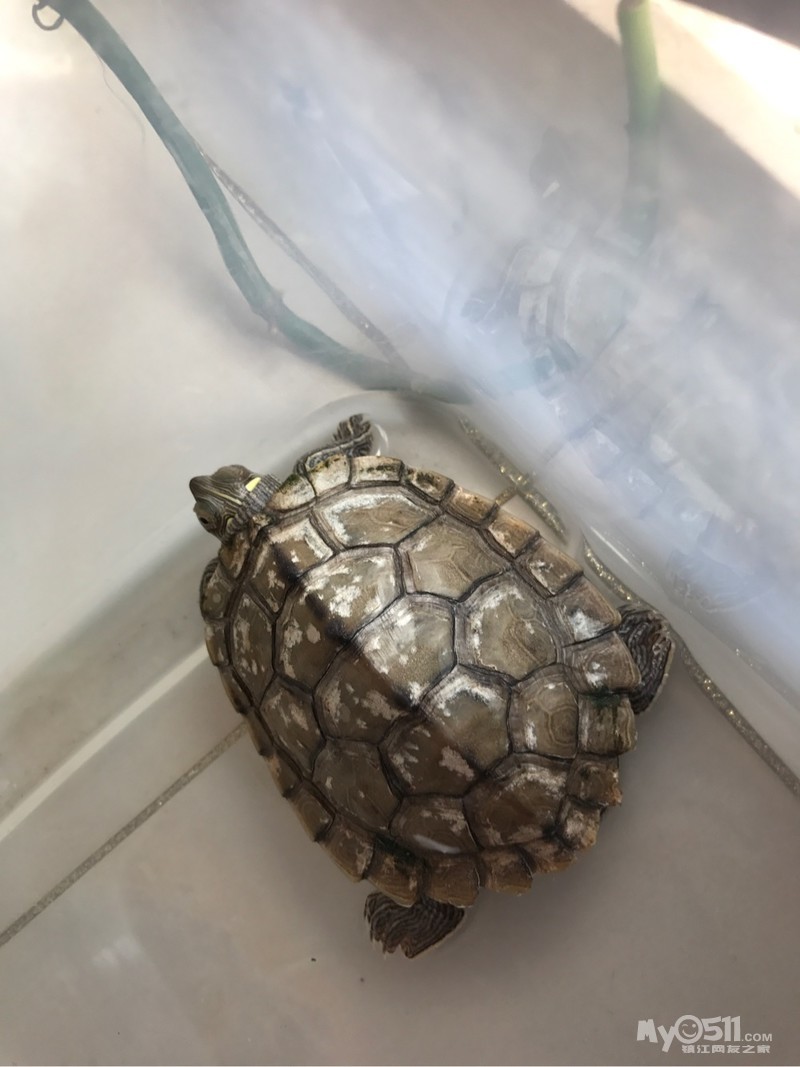 地图龟龟甲上出现白色斑点是怎么回事