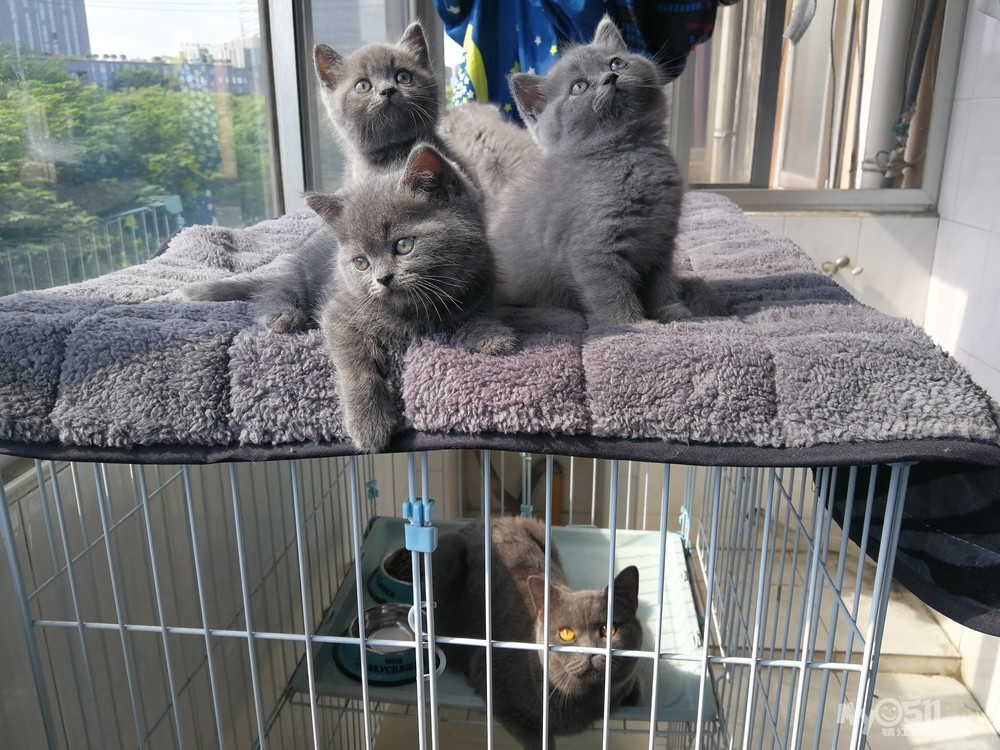 小蓝猫多久会走 1710061039c3626cd654863256.jpg