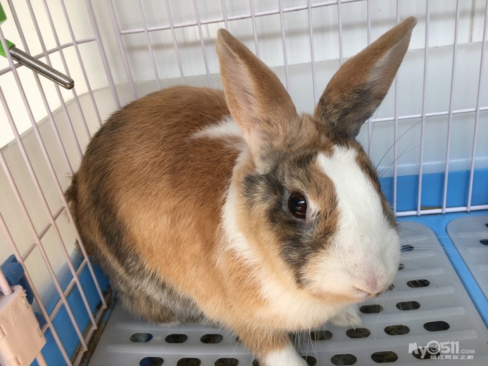 可爱肥荷兰兔一只