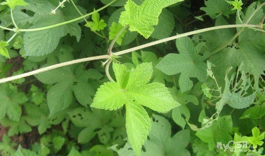献给长大了的我们……镇江常见野花野草野树科普,欢迎补充(58楼大量