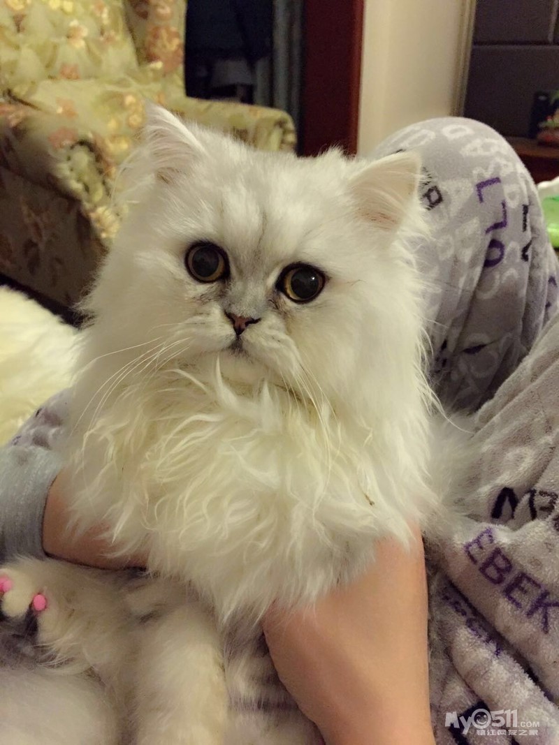 纯种金吉拉宝宝找新家