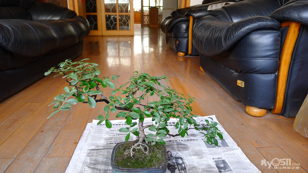 小叶女贞盆景