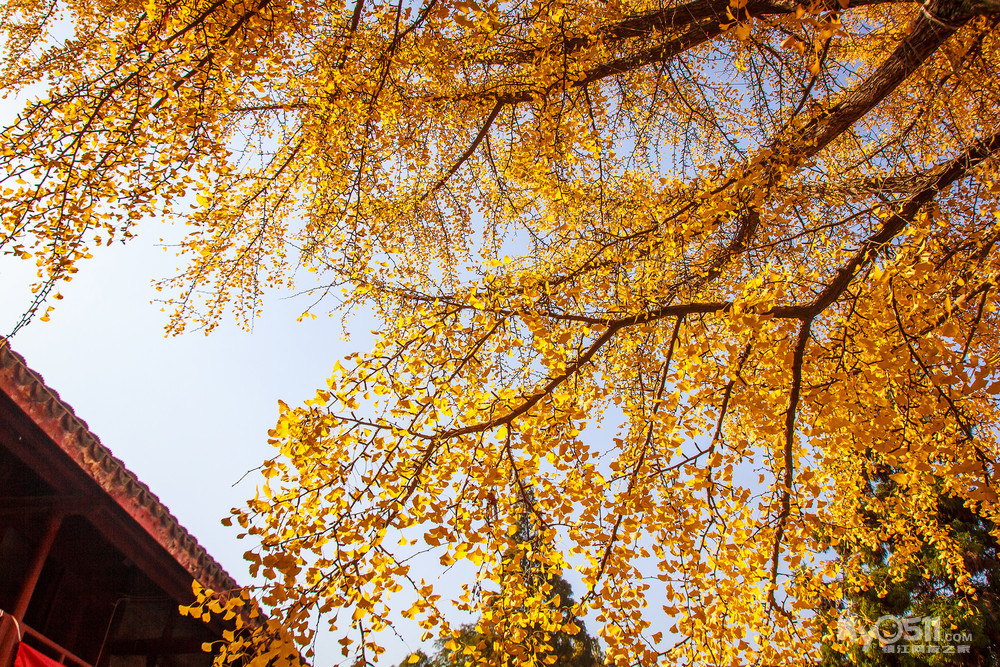 南京栖霞山秋景