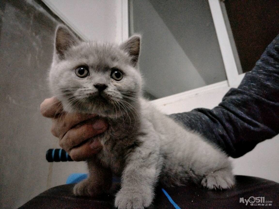 家养英短母出售