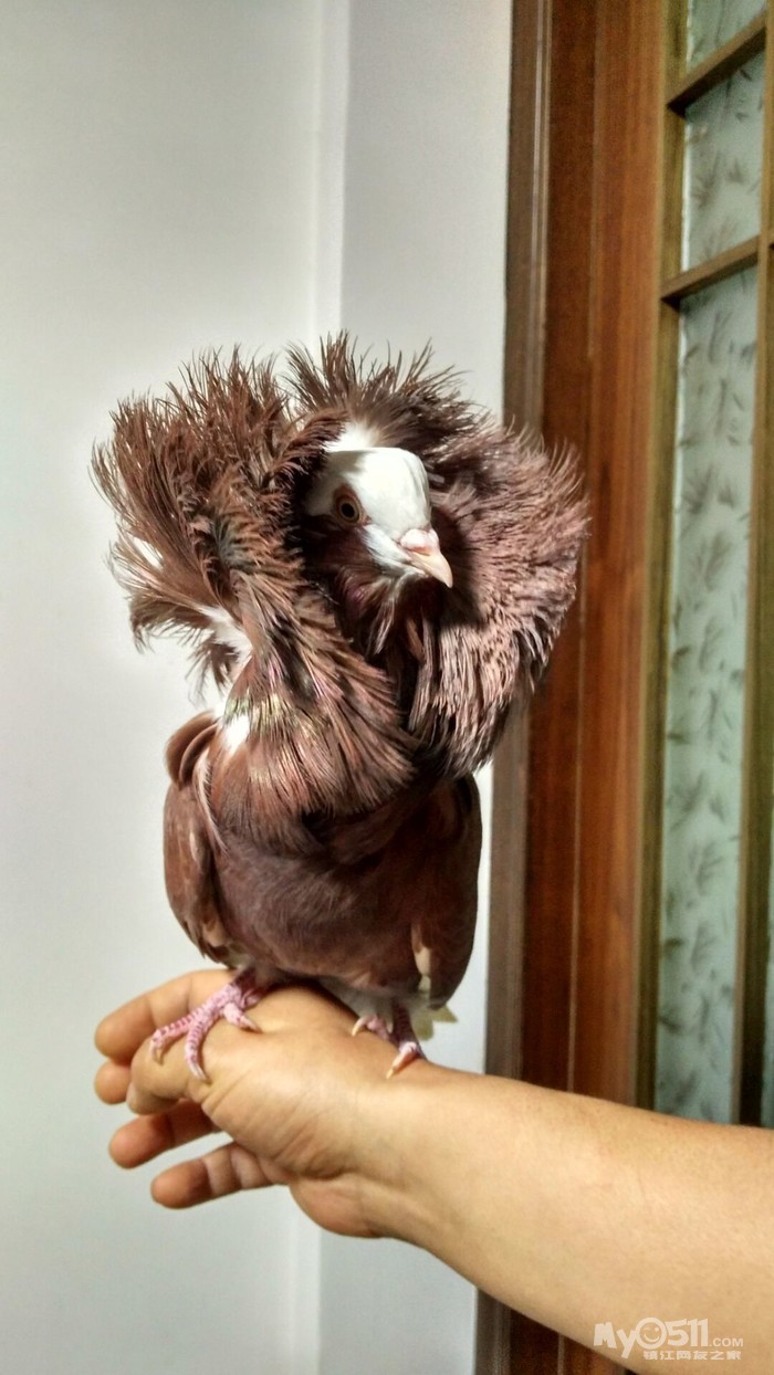 03  梦溪论坛 花鸟鱼虫 03 我家的宠物鸽   大毛领黄色