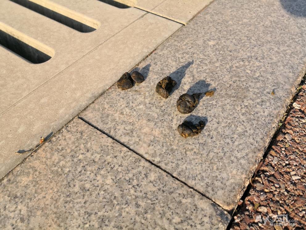 南山绿道惊现成片山羊屎