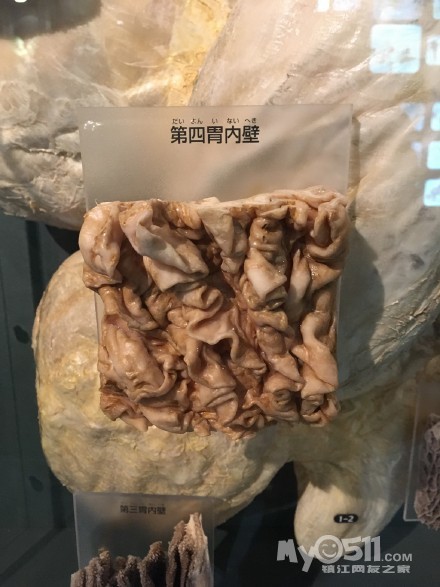 第四胃內壁,肥肥的,長得像大腸一樣,牛雜湯裡好像有?