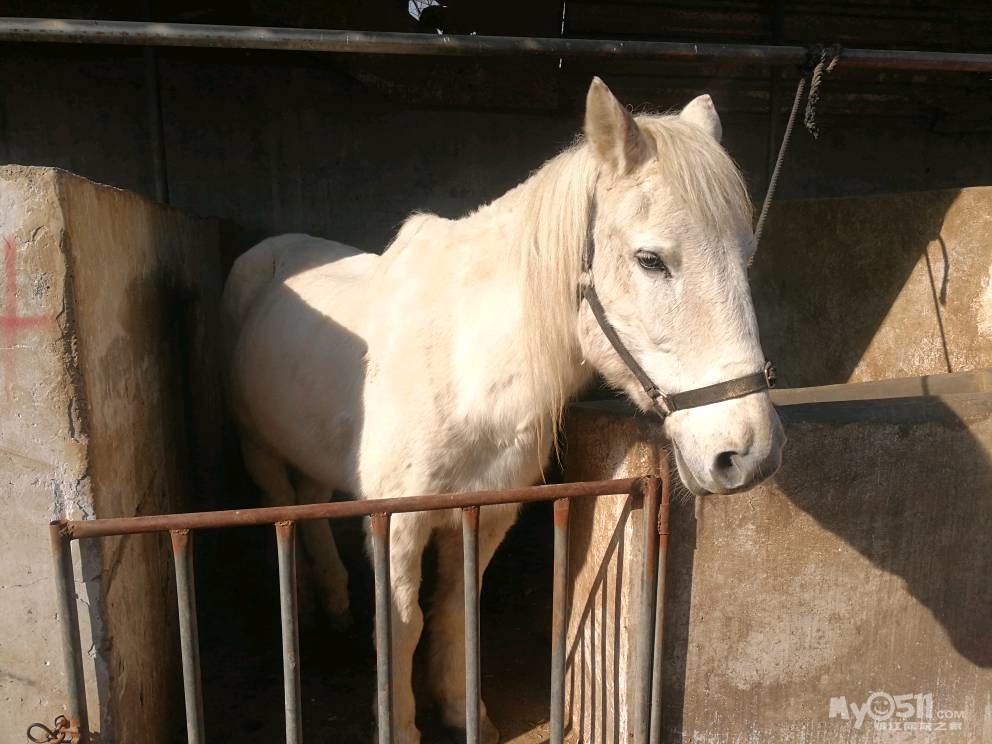 梦溪论坛 猫狗总动员 宠物市场 03 转让马匹  本人有白色蒙古马一匹