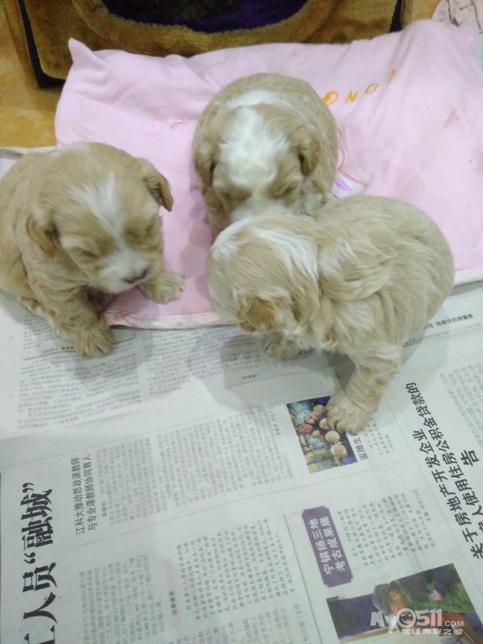 杂交泰迪小奶狗免费送了 - 猫狗总动员 - 梦溪论坛 镇江,时事,招聘