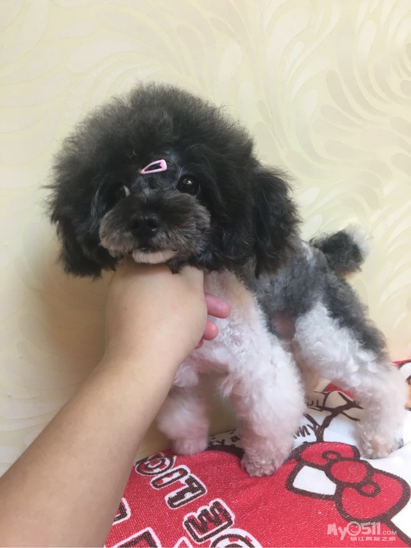 微小黑白花泰迪找老公