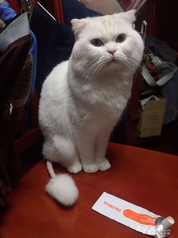 纯白色猫咪!团子