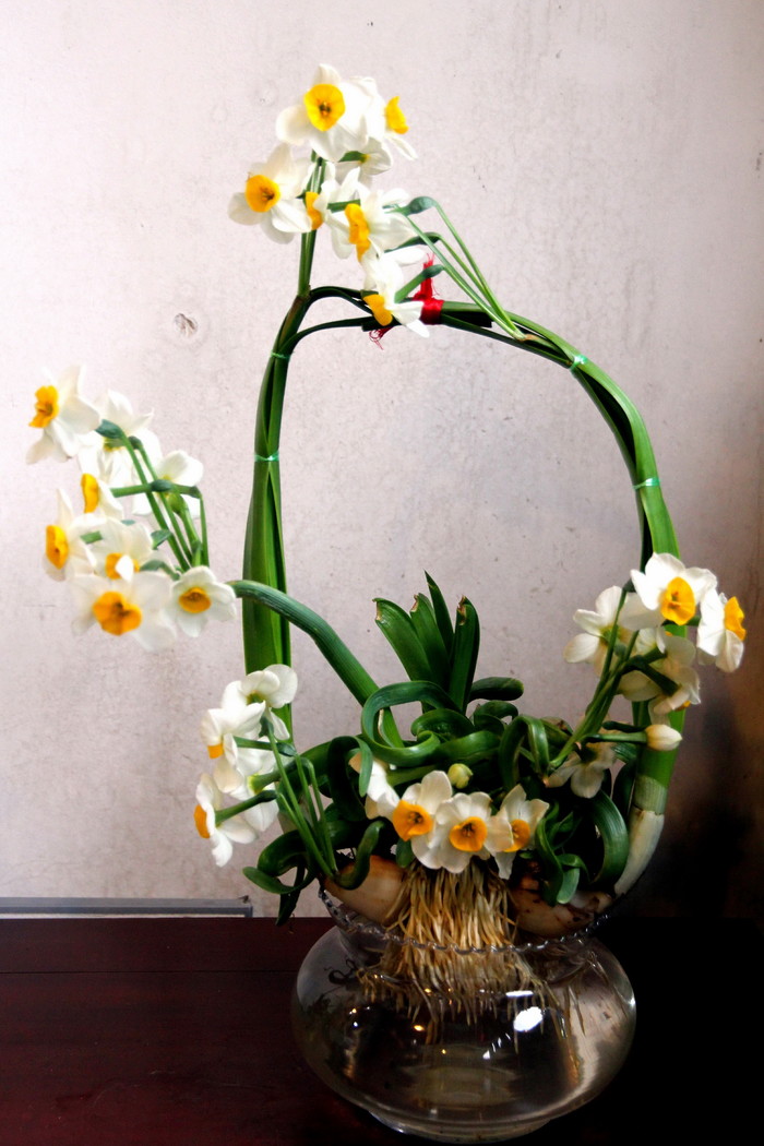 纯洁清雅,超凡脱俗-北固山水仙花展随拍