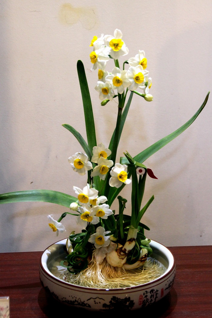 纯洁清雅,超凡脱俗-北固山水仙花展随拍