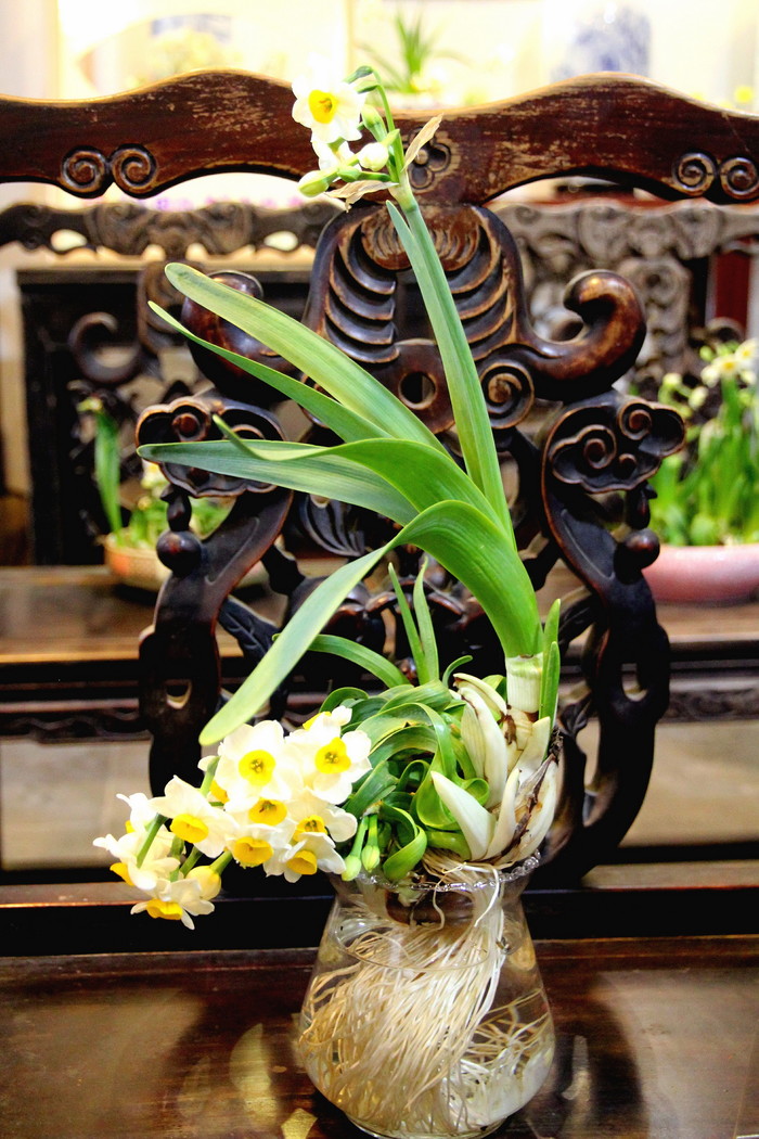 纯洁清雅,超凡脱俗-北固山水仙花展随拍