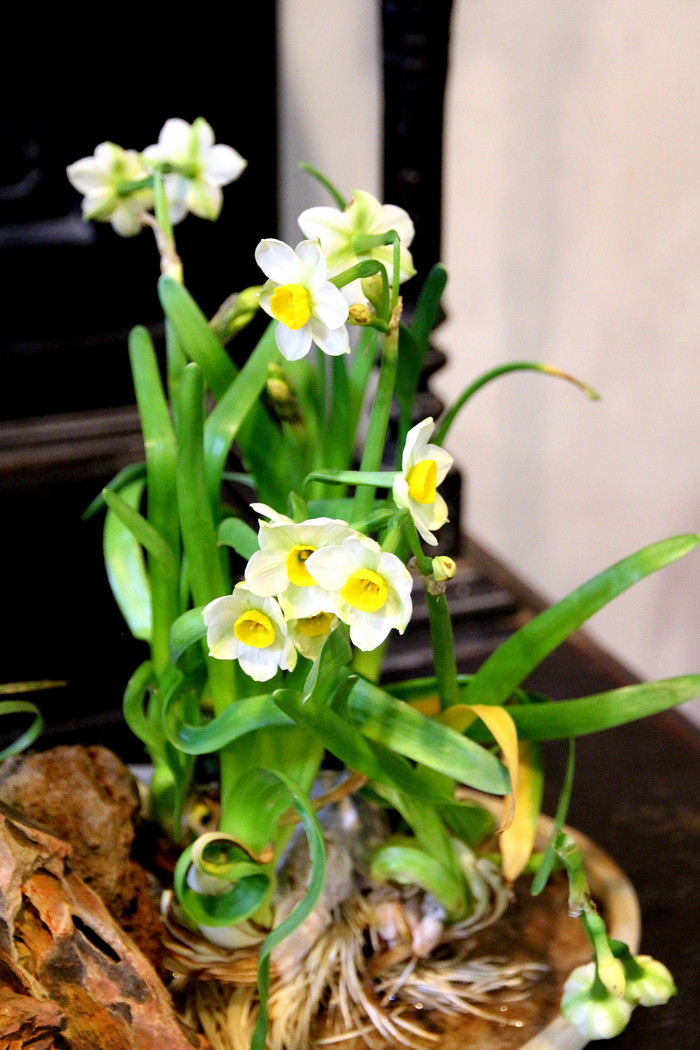 纯洁清雅,超凡脱俗-北固山水仙花展随拍