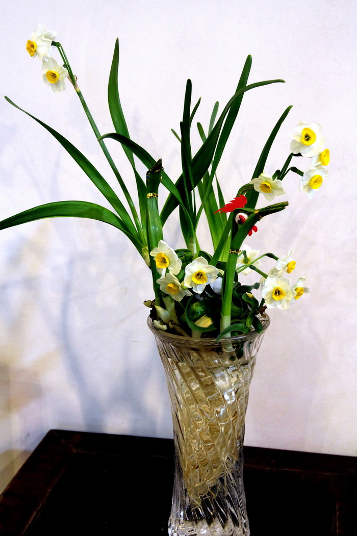 纯洁清雅,超凡脱俗-北固山水仙花展随拍