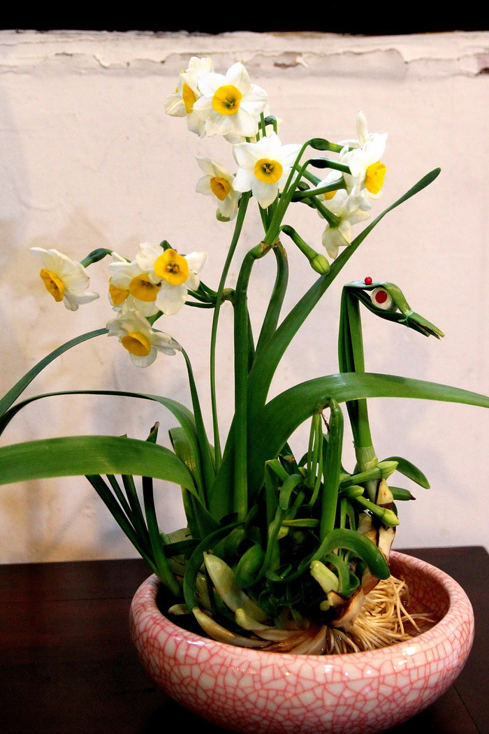 纯洁清雅,超凡脱俗-北固山水仙花展随拍