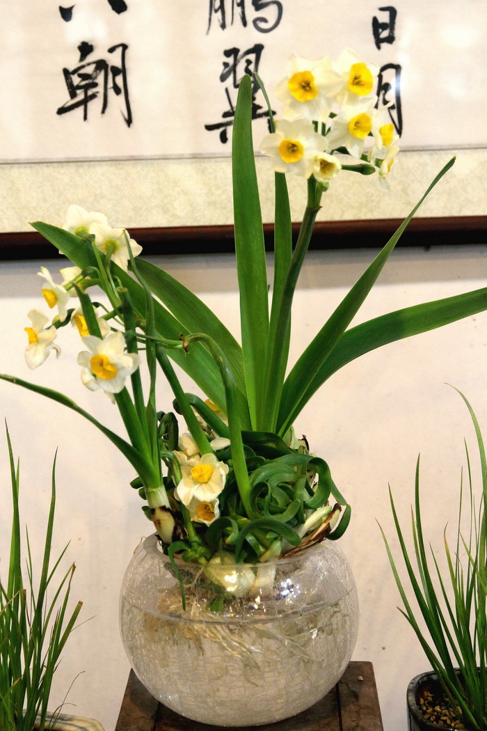 纯洁清雅,超凡脱俗-北固山水仙花展随拍