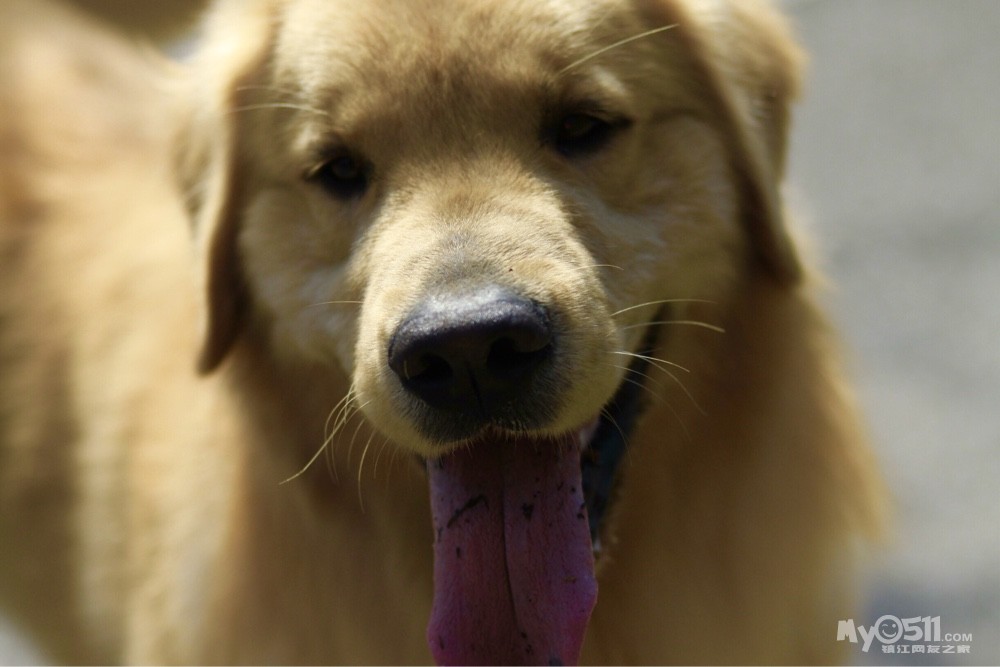 宠物咨询 区(婚配)请大家配合发到 这里来谢谢 - 猫狗总动员 - 梦溪