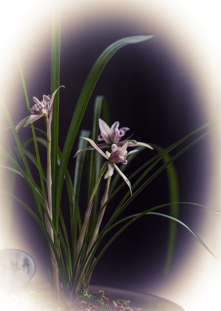 北固山兰花展随拍