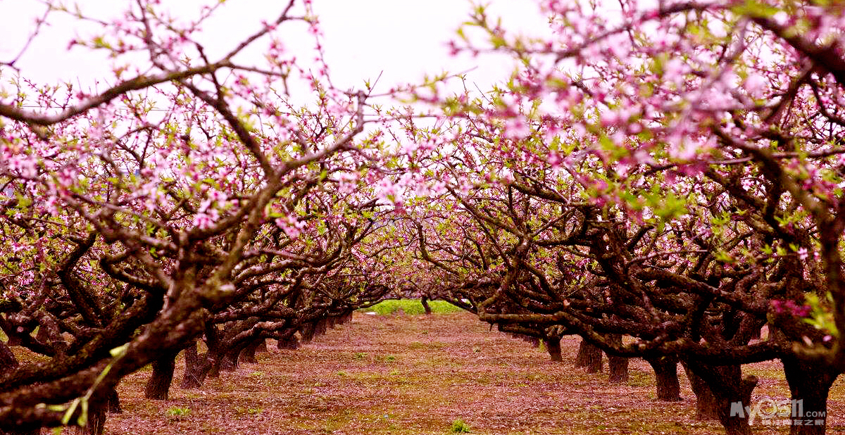 三生三世十里桃花,那些年我们错过了怎样的花海?