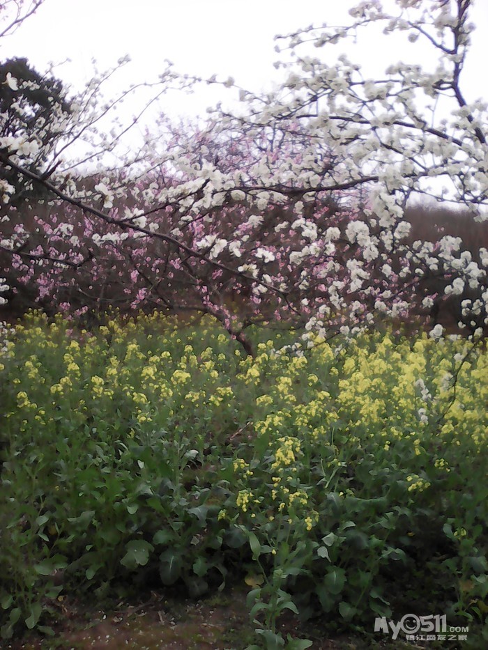 高资樱花园怎么走
