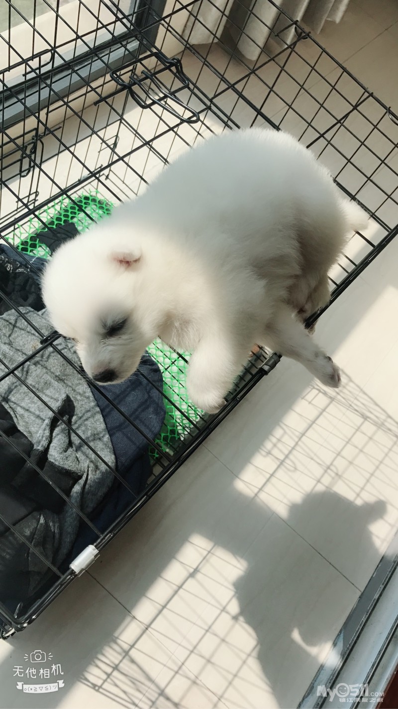 熊版萨摩耶