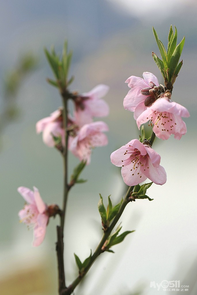 杨柳青青桃花开