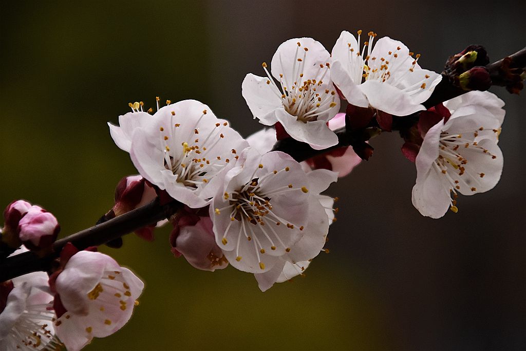 梅花已谢杏花新
