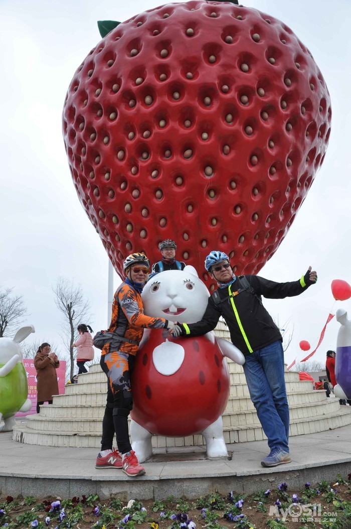 句容白兔草莓节 伏热花海 丹阳全州梅花林——一日骑游