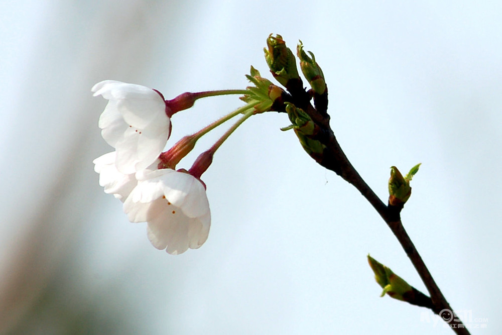 早樱"单瓣樱花"