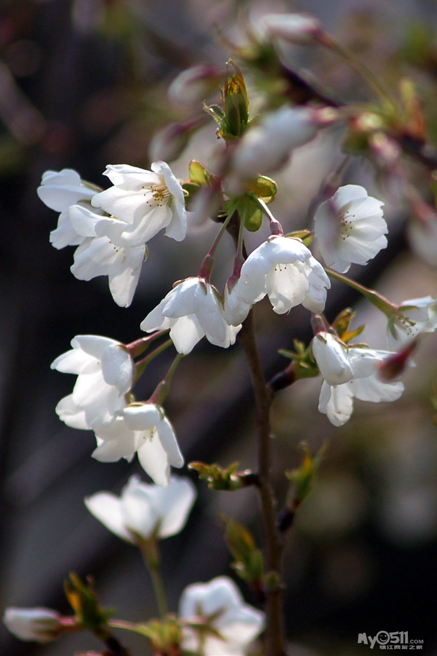 早樱"单瓣樱花"