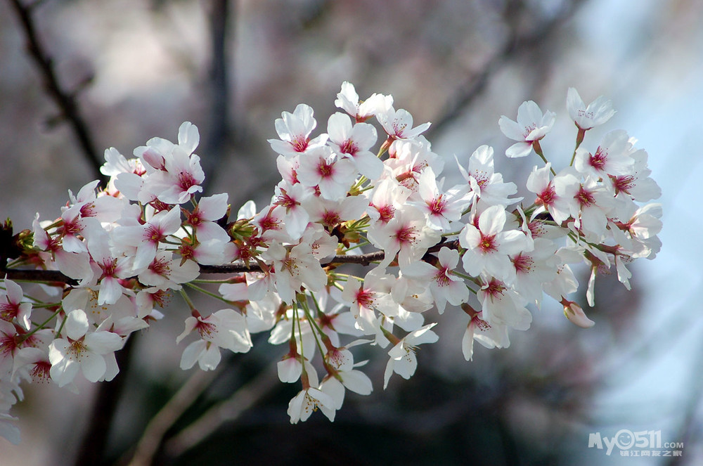 早樱"单瓣樱花"