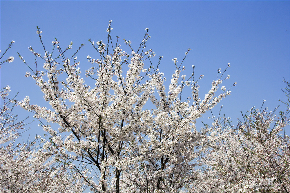 又是一年春来到,单车踏青——高资四海樱花园,仑山湖之旅