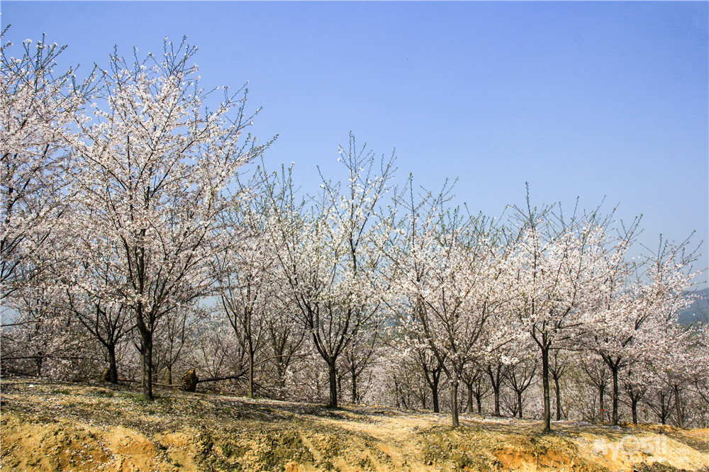 又是一年春来到,单车踏青——高资四海樱花园,仑山湖之旅