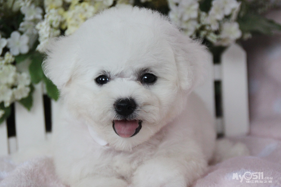 纯天然的大眼睛比熊幼犬 公母都有