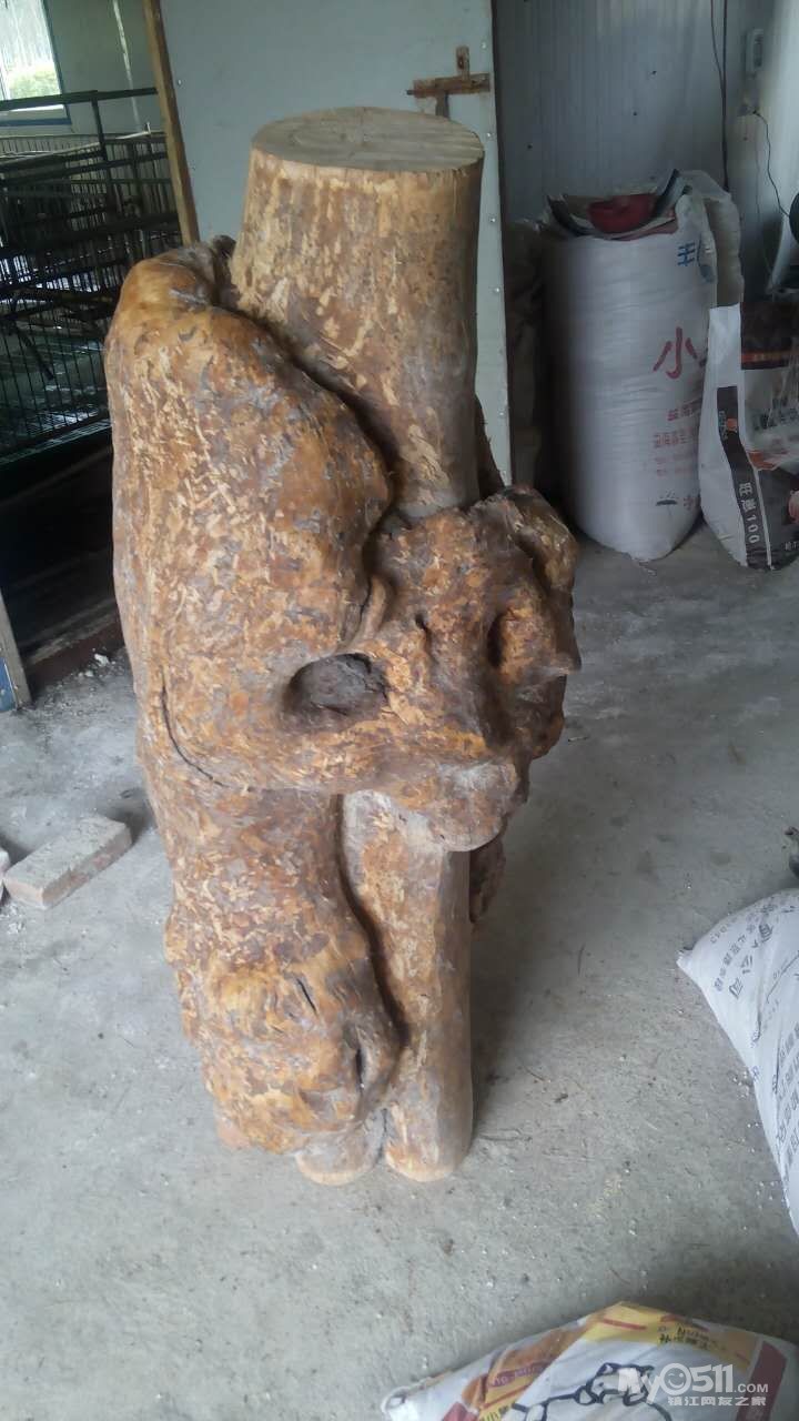 老家有个桦树瘤,懂货进来