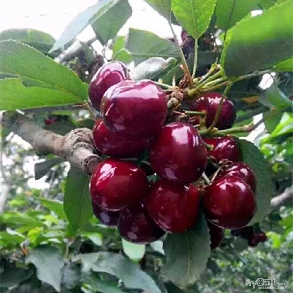 大连美早产地现摘现发樱桃,品质保证