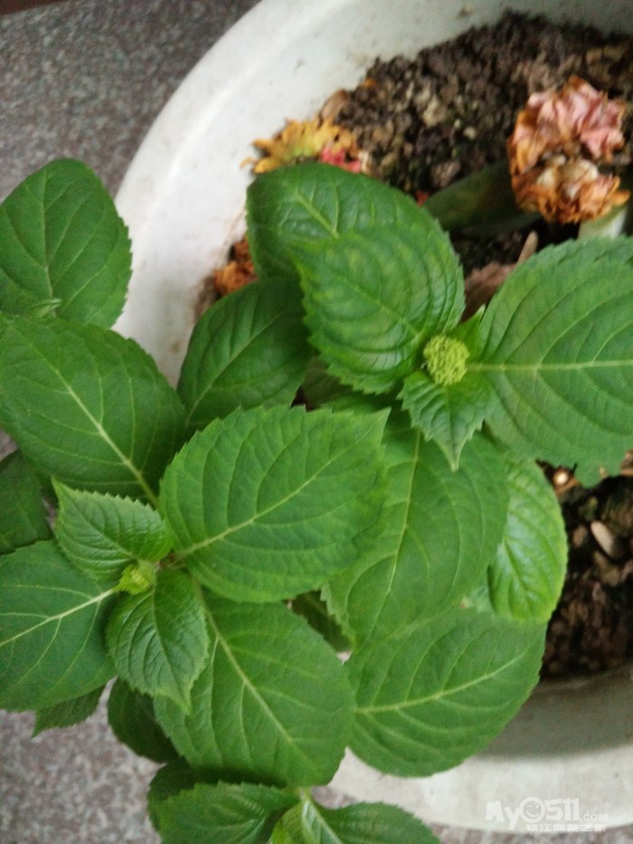 绣球花已经打花苞,这个时候可以用肥料吧?有图片