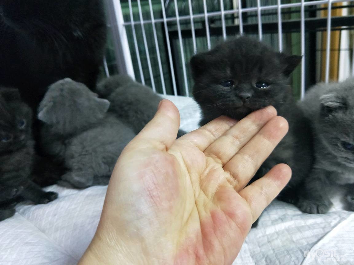 家养英国短毛猫英短蓝猫纯黑(招财辟邪)可预定!