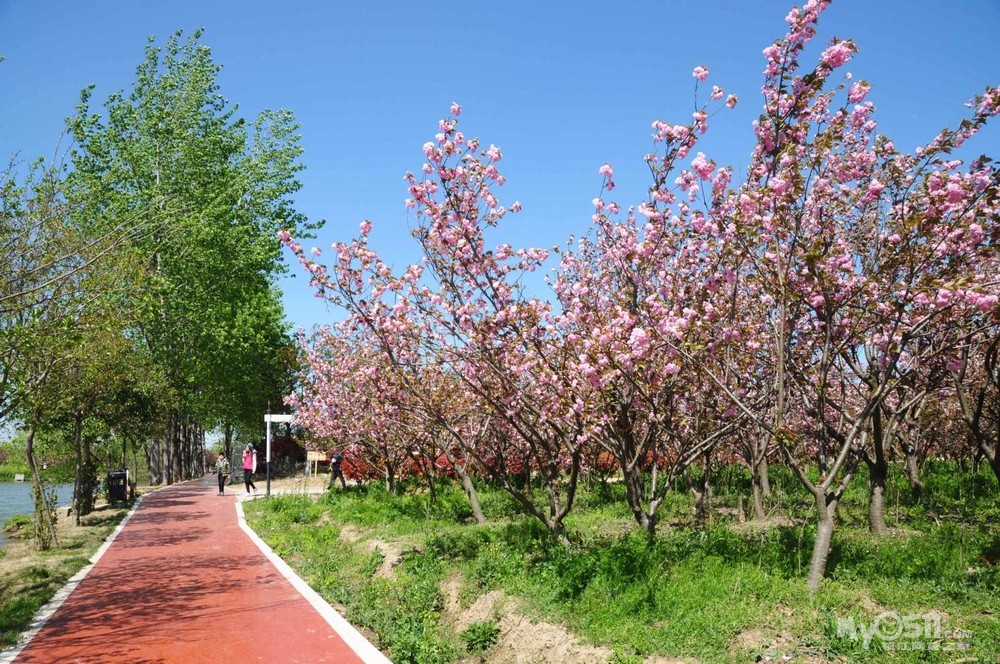 代发镜花水月…慧拍摄骑游扬州甘泉樱花园的照片