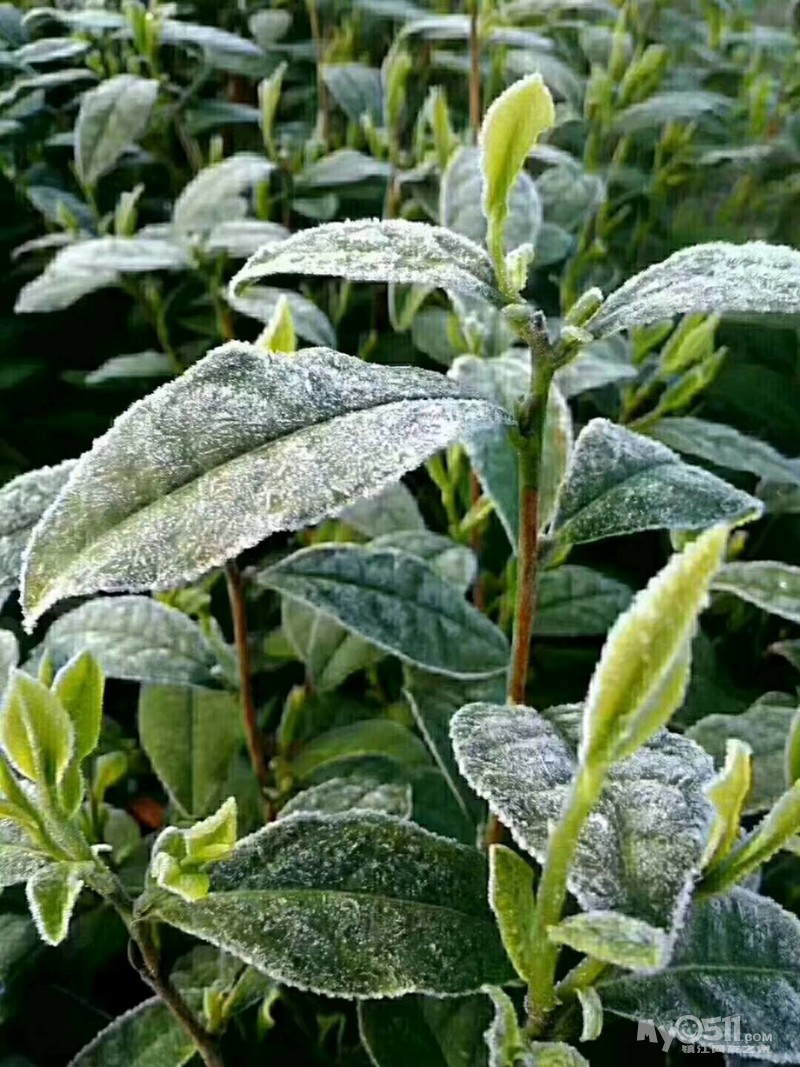 今天的霜冻好重哦,今年做茶叶的真难