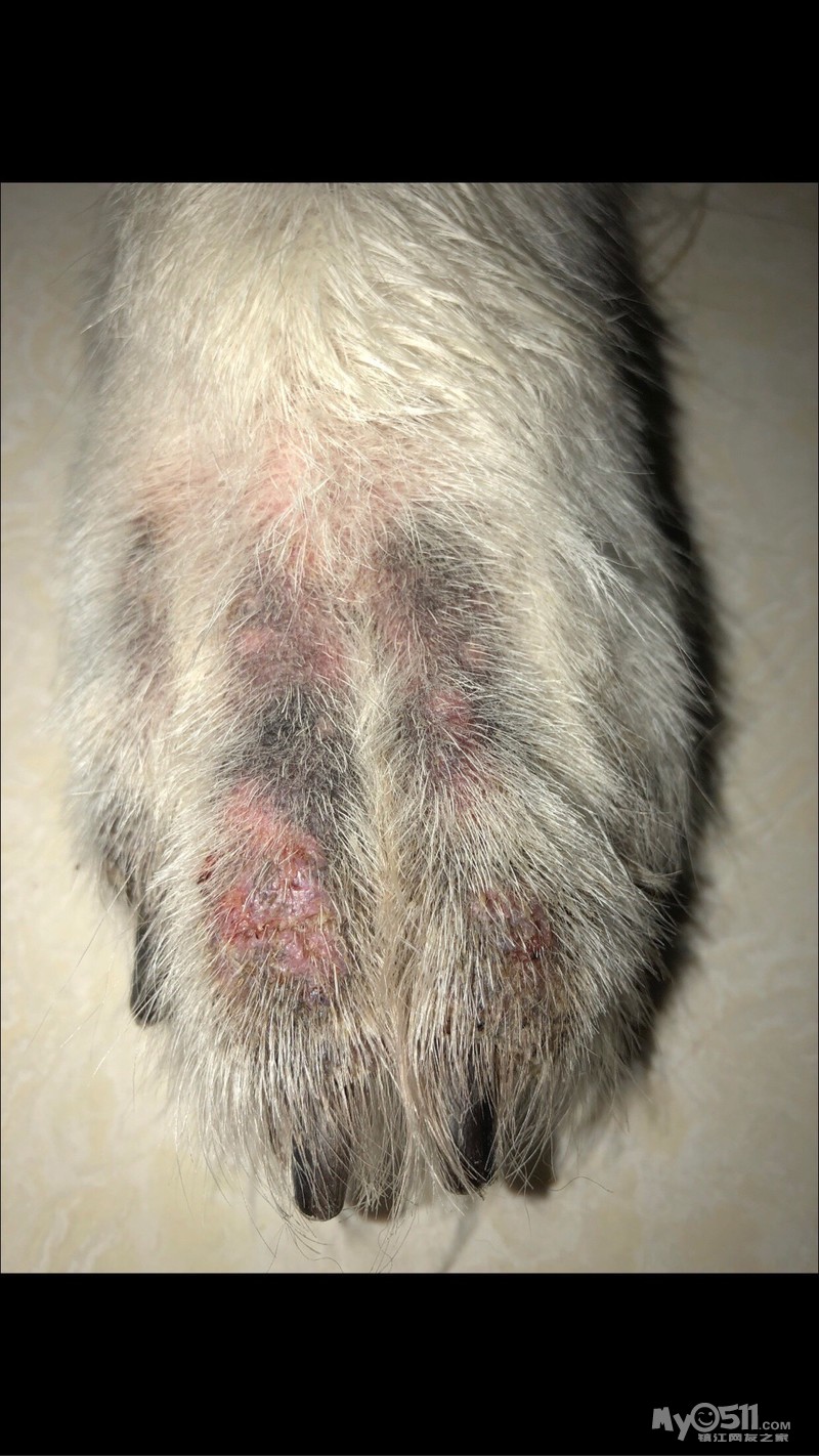 狗狗皮肤病初期照片图片
