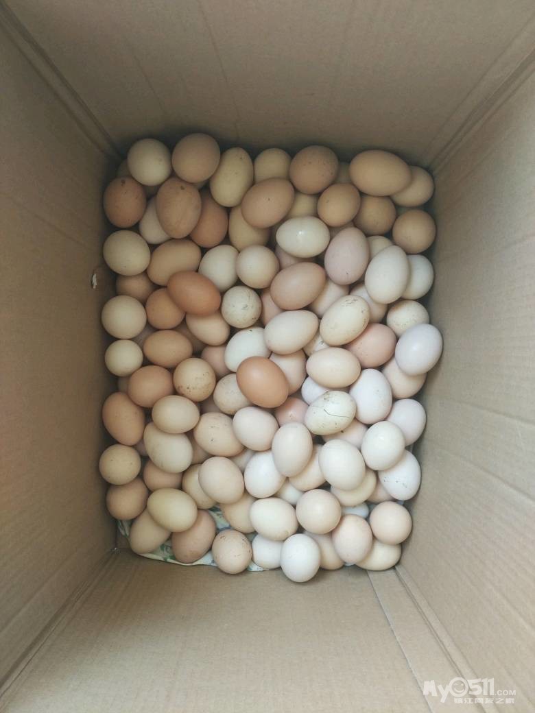 美食商情 03 正宗散养草鸡蛋 正宗散养草鸡蛋  春暖花开鸡妈妈开始