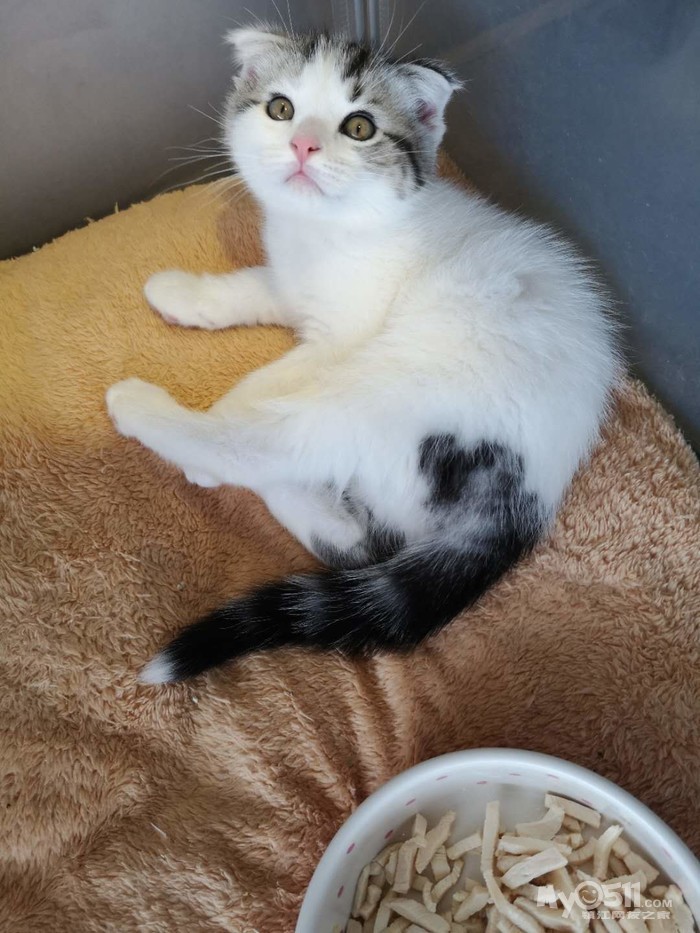 猫狗总动员 宠物市场 03 一窝美短有偿领养 已会用猫砂盆和抓板共6