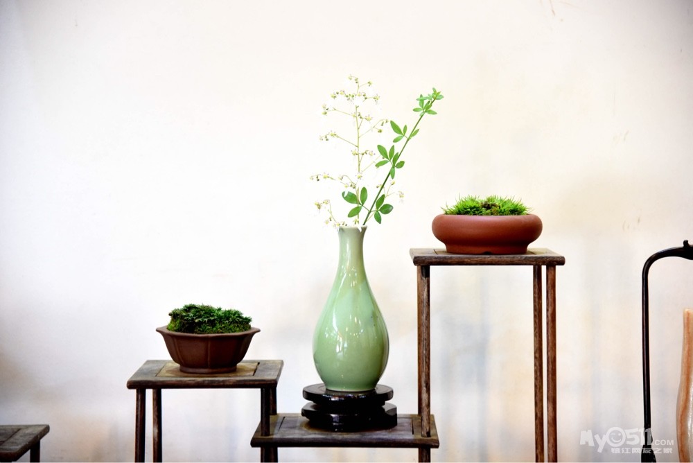 菖蒲———北固的"仙骨"!美成一股清流!