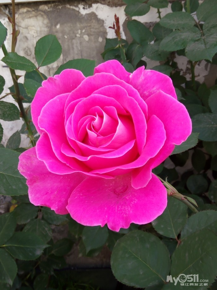 13,粉和平,浓香,形美,色艳,最易遭辣手摧花的品种之一.