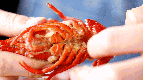 龙虾腮和肚子都是白白净净的,自然颜值是不用说的.